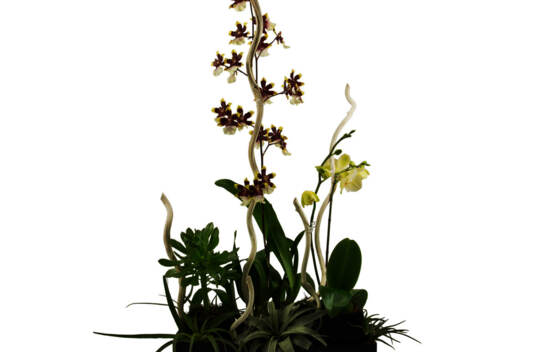 Arrangement &Eacute;lexir