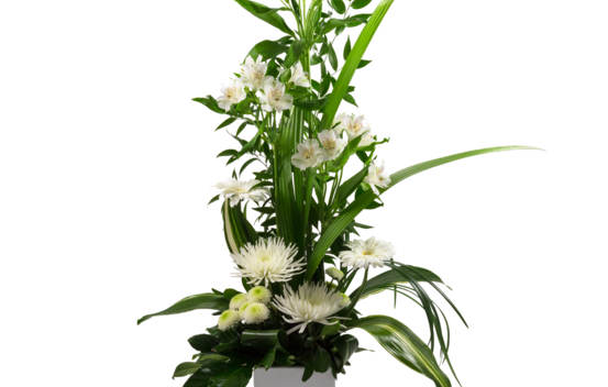 Arrangement Blanc divin