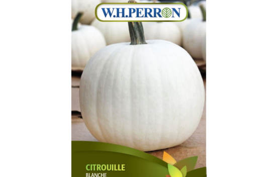 Citrouille Blanche (Semences)