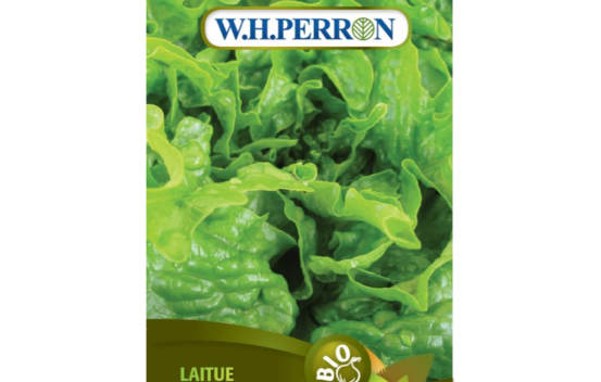 Laitue Feuille de Ch&ecirc;ne Verte (Semences)