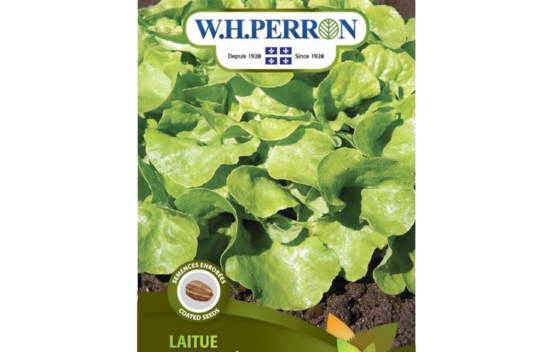 Laitue Feuille de Ch&ecirc;ne Verte Panisse (Semences enrob&eacute;es)