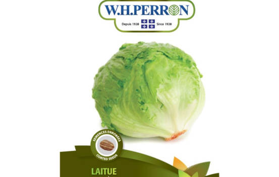 Laitue Iceberg Pomm&eacute;e Verte (Semences enrob&eacute;es)