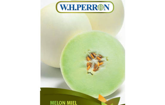Melon Miel Honeycomb (Semences)