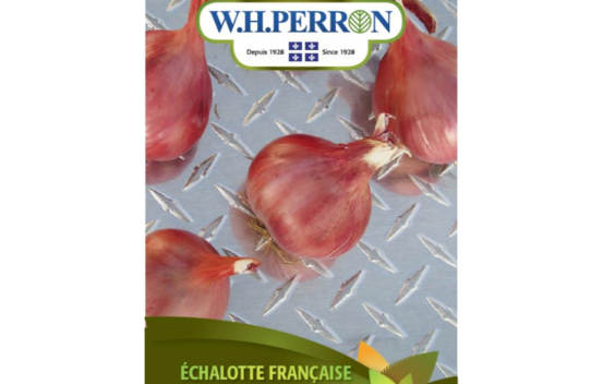 &Eacute;chalote Fran&ccedil;aise Rose (Semences)
