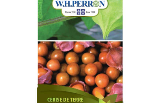 Cerise de terre (Coqueret) (Semences)