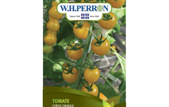 Tomate Cerise Orange (Semences)