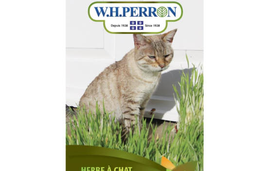 Herbe &agrave; Chats (Semences)