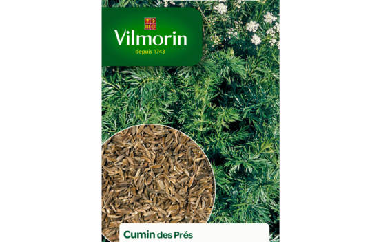 Cumin des pr&eacute;s (Carvi)