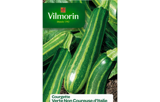Courgette non coureuse d'Italie