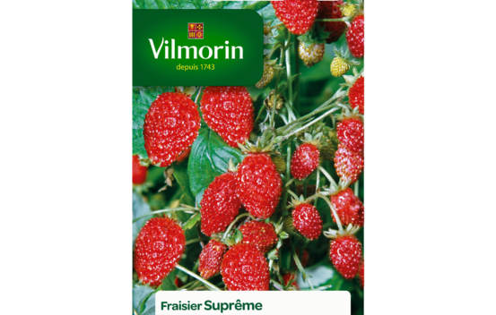 Fraisier des 4 saisons supr&ecirc;me