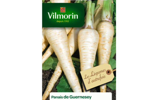 Panais de Guernesey (L&eacute;gumes d'autrefois)
