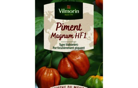Piment Magnum F1 orange (type Habanero) (Cuisine du monde)