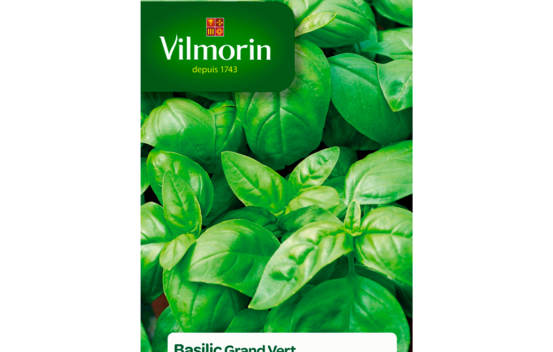 Basilic Grand vert