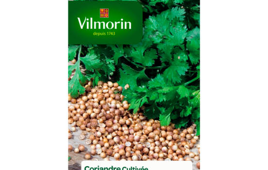 Coriandre Cultiv&eacute;e