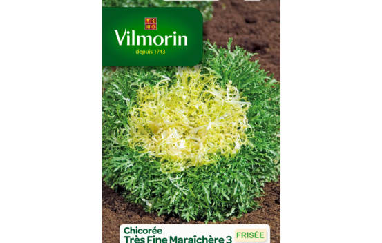 Chicor&eacute;e fris&eacute;e Tr&egrave;s fine mara&icirc;ch&egrave;re 3