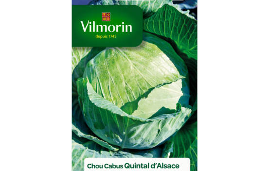 Chou Cabus Quintal d'Alsace