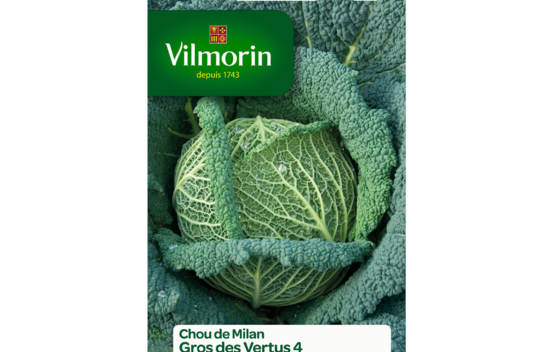 Chou de Milan gros des vertus
