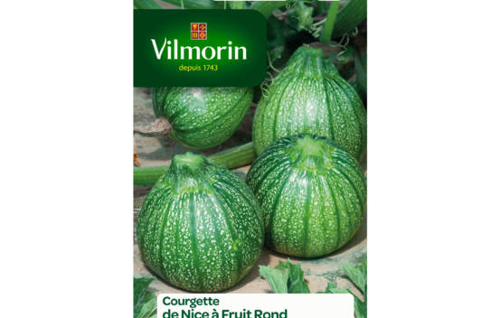 Courgette de Nice &agrave; fruit rond