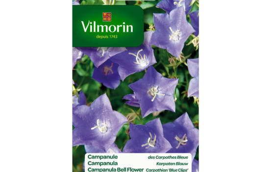 Campanule des Carpathes bleue