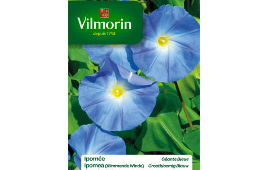 Ipom&eacute;e &agrave; grande fleur bleue