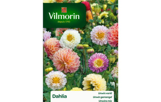 Dahlia Unwin vari&eacute;