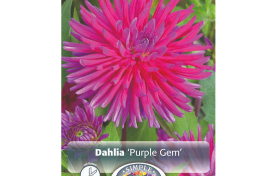 Dahlia Purple Gem (Cactus) (1 bulbe)