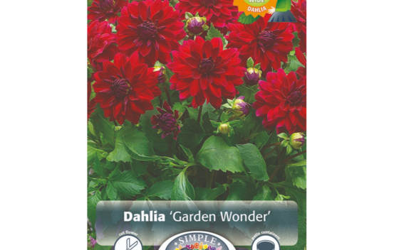 Dahlia Garden Wonder (Patio Dinnerplate) (1 bulbe)