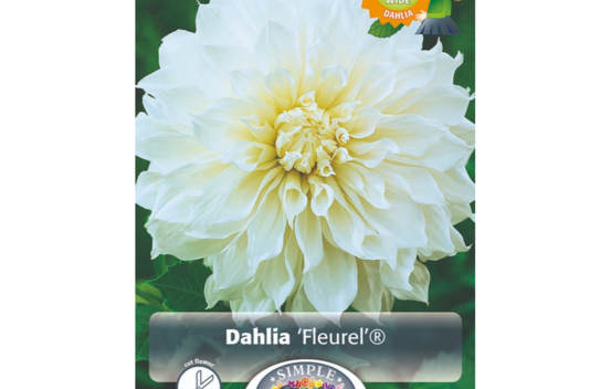 Dahlia Fleurel (Dinnerplate) (1 bulbe)