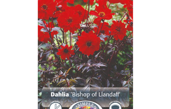 Dahlia Bishop of Llandaff (Feuillage fonc&eacute;) (1 bulbe)