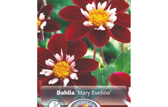 Dahlia Mary Evelyn (Mignon) (1 bulbe)