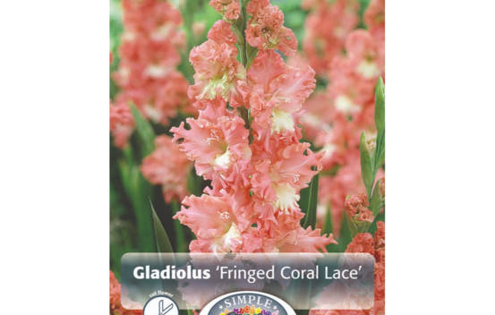 Gla&iuml;eul Fringed Coral Lace (&Agrave; grandes fleurs) (Paquet de 8 bulbes) (taille : 14 cm et +)