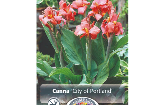 Canna City of Portland (1 unit&eacute;)
