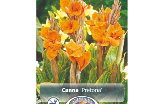 Canna Pretoria (1 unit&eacute;)