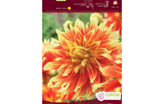 Dahlia Bodacious (Dinnerplate) (Paquet de 2 bulbes)