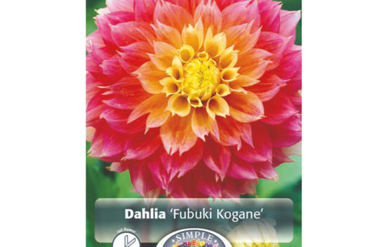 Dahlia Fubuki Kogane (Fimbriata) (1 bulbe)