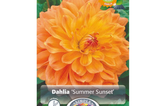 Dahlia Summer Sunset (Dinnerplate) (Paquet de 2 bulbes)