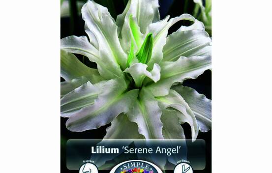 Lys Serene Angel (Oriental double) (Paquet de 2 bulbes)