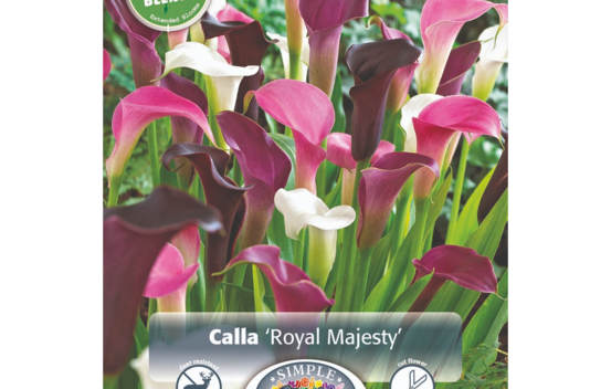 Calla Royal Majesty Blend (P&eacute;riode de floraison &eacute;tendue - Inspiration Blend) (Paquet de 3 bulbes)