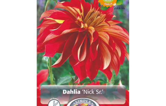 Dahlia Nick Sr. (Dinnerplate) (1 bulbe)