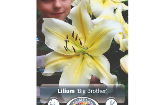 Lys Big Brother (Oriental) (Paquet de 2) (taille : 16/18 cm)