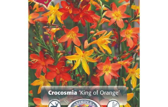 Crocosmia King of Orange (M&eacute;lange Perfect Partners) (Paquet de 20 bulbes)