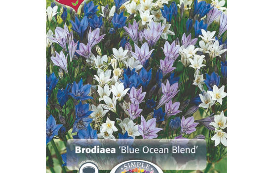 Brodiaea Blue Ocean (M&eacute;lange Perfect Partners) (Paquet de 50 bulbes)