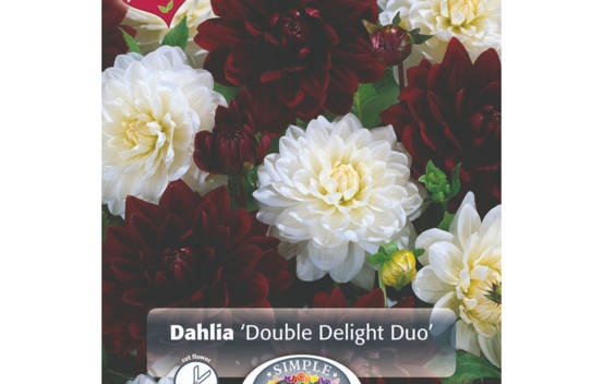 Dahlia Double Delight Duo (M&eacute;lange Perfect Partners) (Paquet de 2 bulbes)