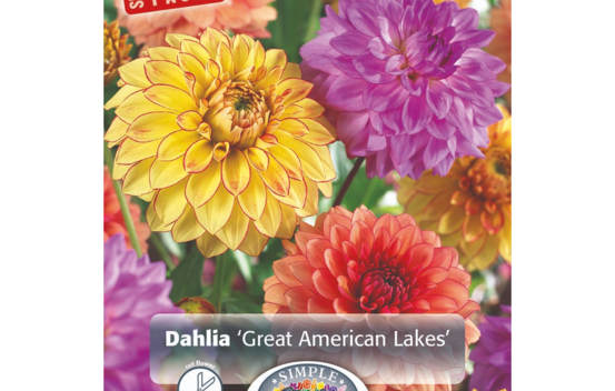 Dahlia Great American Lakes Mixed (Emballage &eacute;conomique) (Paquet de 3 bulbes)