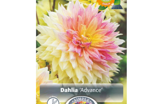 Dahlia Advance (Dinnerplate) (Paquet de 2 bulbes)