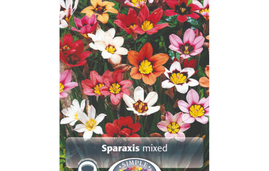 Sparaxis Mixed Tricolor (Paquet de 20 bulbes)