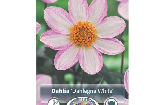 Dahlia Dahlegria White (Feuillage fonc&eacute;) (1 unit&eacute;)