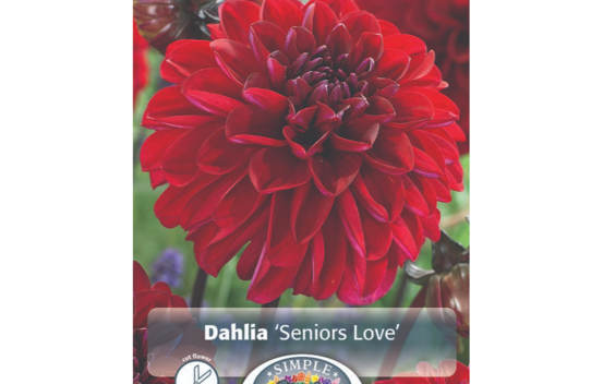 Dahlia Seniors Love (D&eacute;coratif) (1 bulbe)