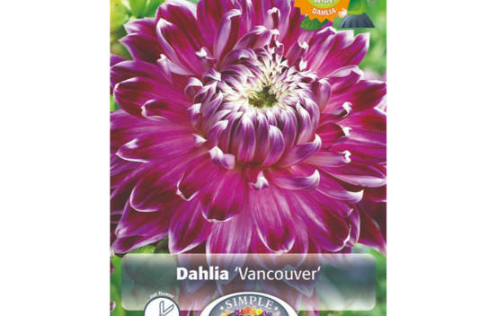 Dahlia Vancouver (Dinnerplate) (Paquet de 2 bulbes)