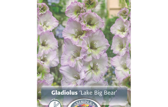 Gla&iuml;eul Lake Big Bear (&Agrave; grandes fleurs) (Paquet de 10 bulbes)